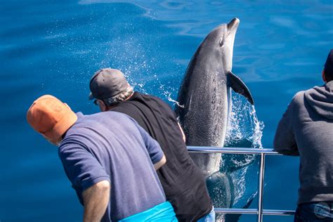 Where To Go Dolphin Watching Dolphin Cruises Near Me