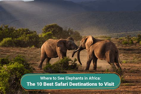 Where To See Elephants In Africa The 10 Best Safari Destinations To Visit