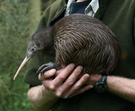 Where To See Kiwis In The Wild In New Zealand