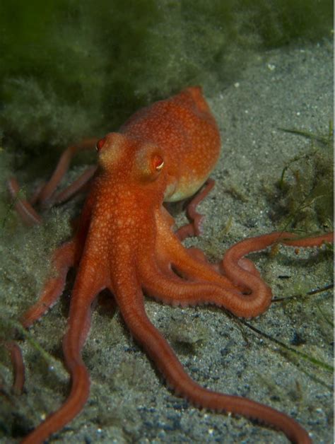 Where To Spot South Australia S Octopuses Good Living