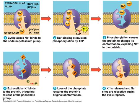 Which Of The Following Processes Requires Atp