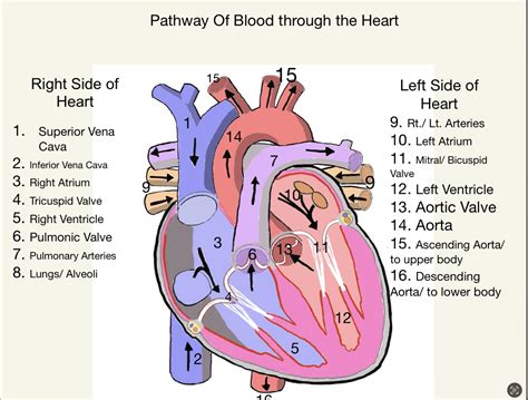 Veins Travel Toward The Heart