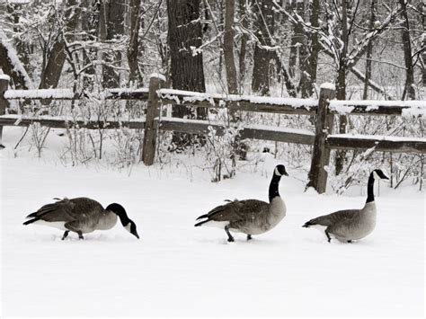 Why Are There Still Geese In The Winter Milwaukee Magazine