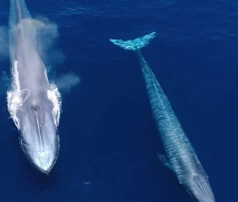 Why Blue Whales Migrate Through Huntington Beach