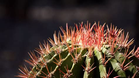 Why Is Mexico One Of The Top Medical Tourism Destinations Distritomedica