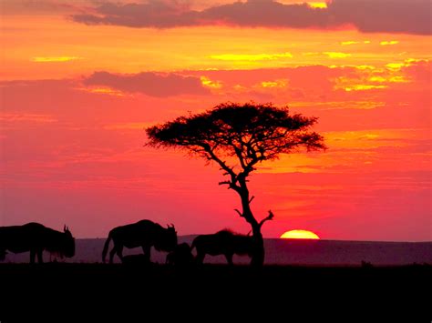 Why Kenya Is The Ultimate Safari Destination