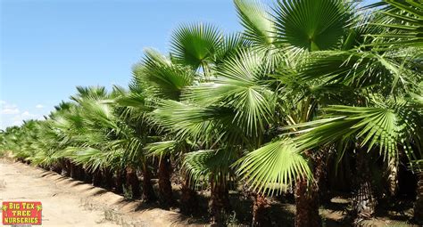 Why Now Is The Best Time To Plant Palm Trees