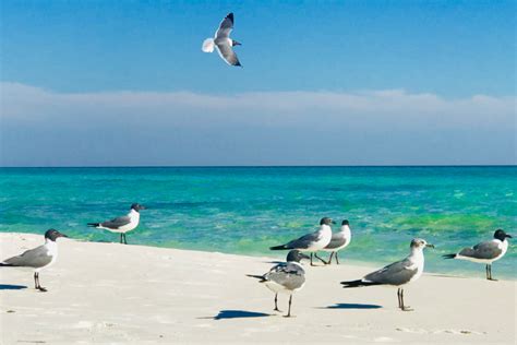 Why Snowbirds Love Destin Beach Fl Destin Beach Vacation Rentals