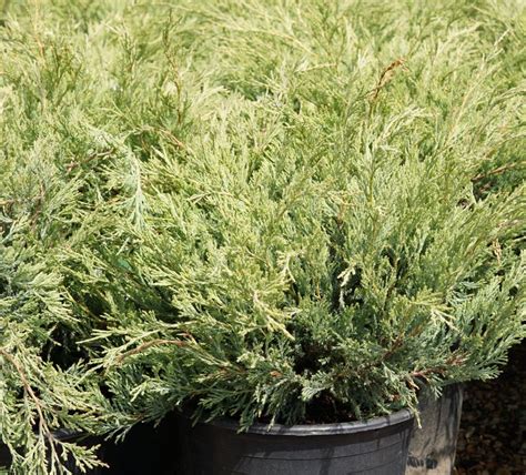 Wichita Blue Juniper Kiwi Nurseries Ltd