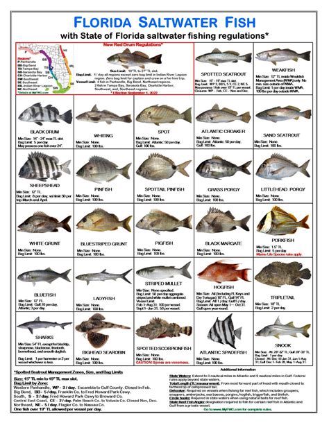 Wildforms A Freshwater Fish Id Card Fish Chart Sexiezpicz Web Porn