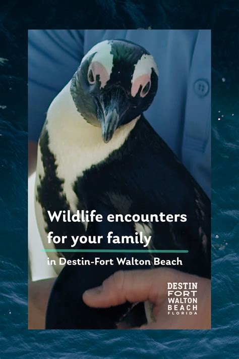 Wildlife Encounters For Your Family In Destin Fort Walton Beach