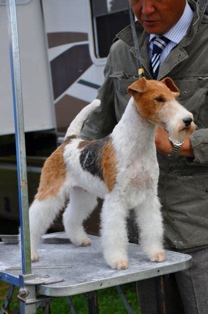 Wire Fox Terrier Clumber Up News