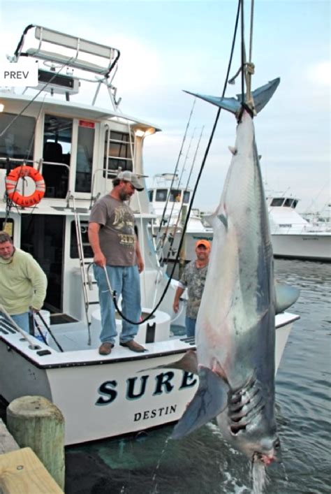 World Sharks News Florida Caught An Huge 720 Pound Mako Shark