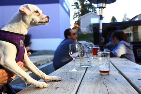 Yelpers Share Their Favorite Dog Friendly Seattle Bars And Restaurants