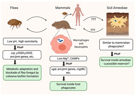 Yersinia Pestis Introduction And Morphology Overall Science