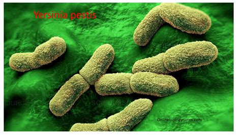 Yersinia Pestis