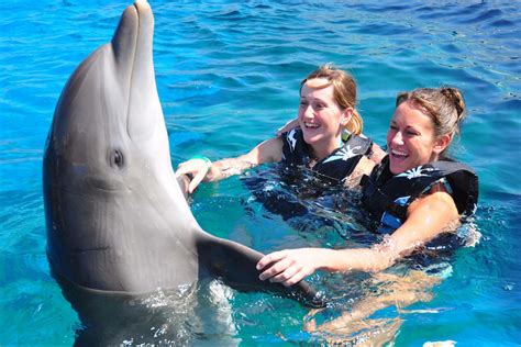 You Can Swim With Dolphins At This Resort In Florida Dolphins