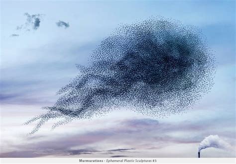 You Won T Believe These Patterns Created By Flocks Of Birds In Flight