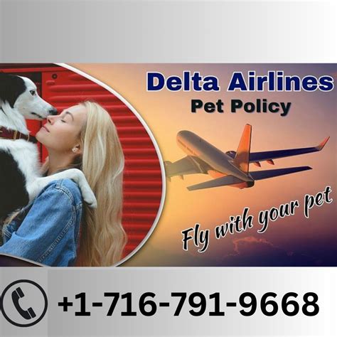 Your Complete Guide To Delta Airlines Pet Travel Policy By John