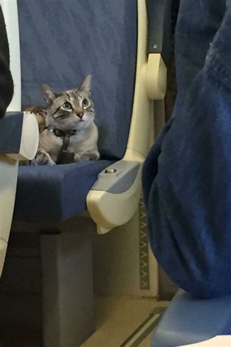 Your Ultimate Guide To Flying Internationally With A Cat Tips Essentials